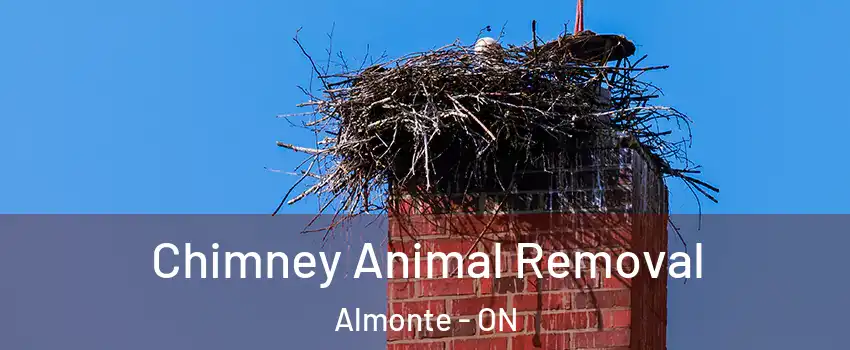 Chimney Animal Removal Almonte - ON