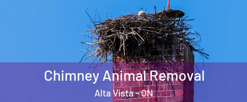 Chimney Animal Removal Alta Vista - ON