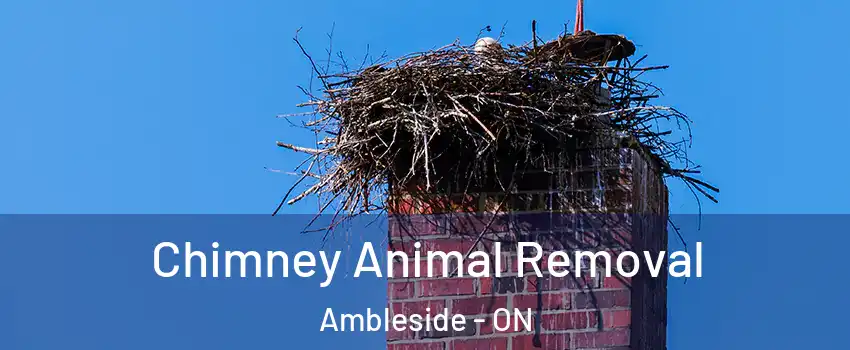 Chimney Animal Removal Ambleside - ON
