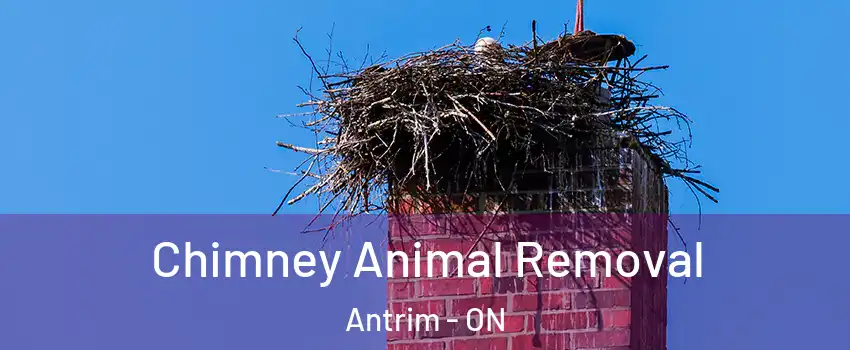 Chimney Animal Removal Antrim - ON