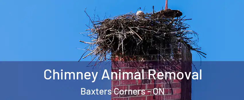 Chimney Animal Removal Baxters Corners - ON
