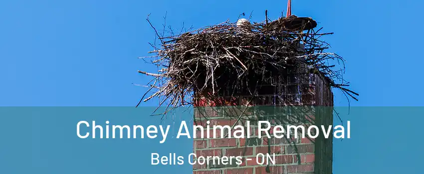 Chimney Animal Removal Bells Corners - ON