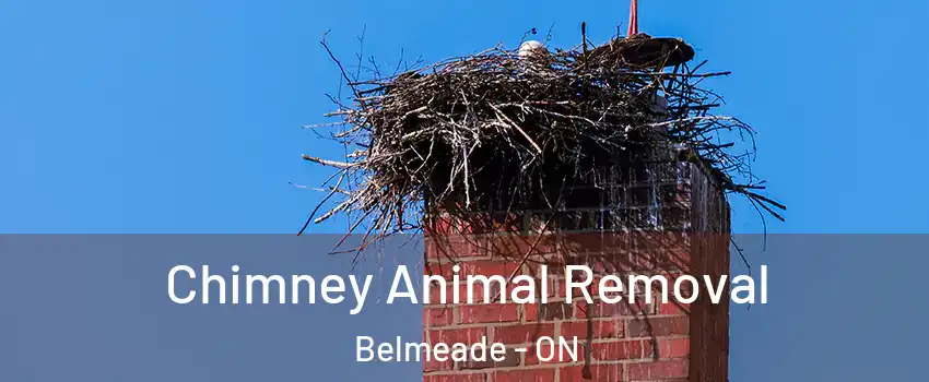 Chimney Animal Removal Belmeade - ON