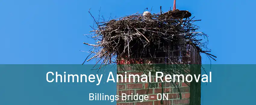 Chimney Animal Removal Billings Bridge - ON