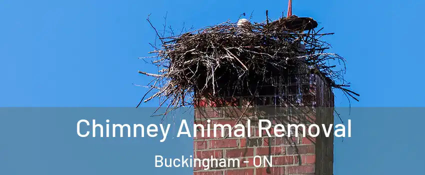Chimney Animal Removal Buckingham - ON