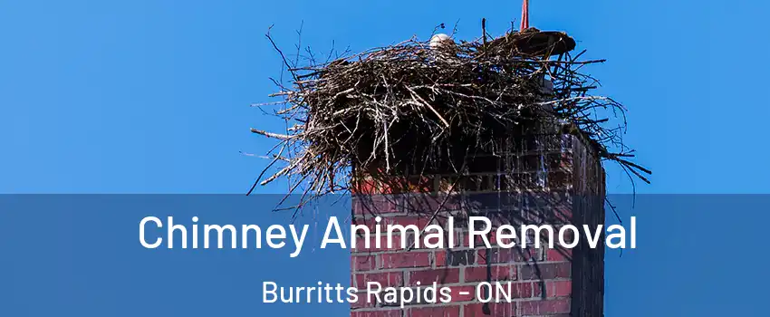 Chimney Animal Removal Burritts Rapids - ON