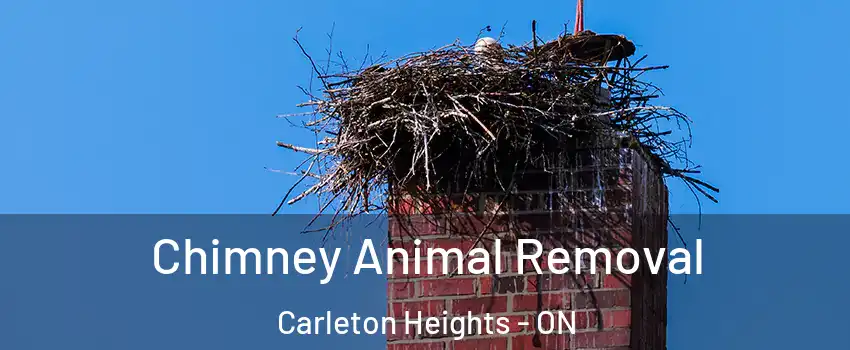 Chimney Animal Removal Carleton Heights - ON
