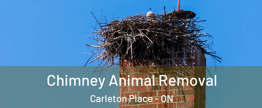 Chimney Animal Removal Carleton Place - ON