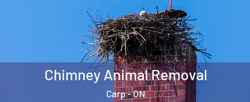 Chimney Animal Removal Carp - ON