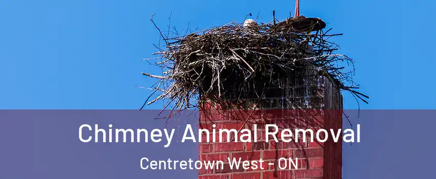 Chimney Animal Removal Centretown West - ON