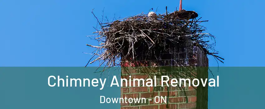Chimney Animal Removal Downtown - ON