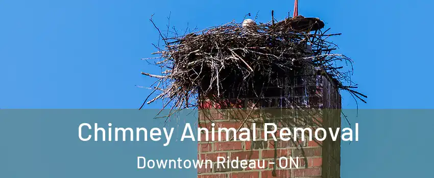 Chimney Animal Removal Downtown Rideau - ON