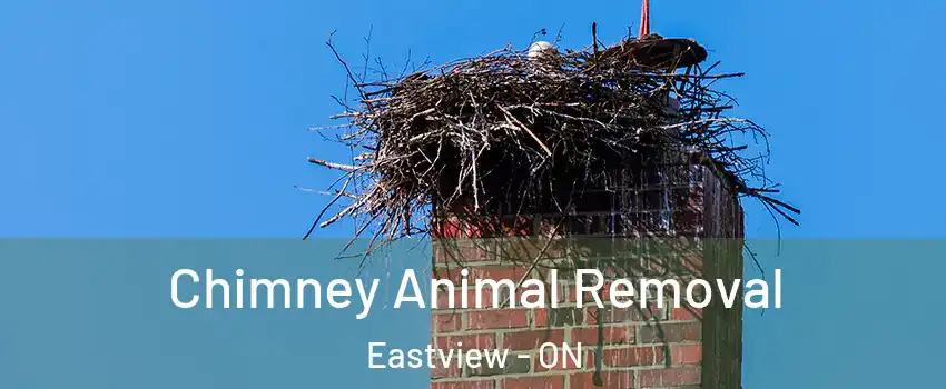 Chimney Animal Removal Eastview - ON