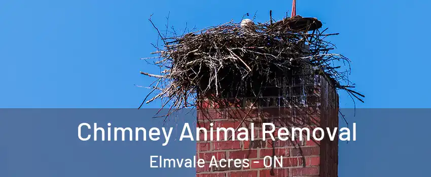 Chimney Animal Removal Elmvale Acres - ON