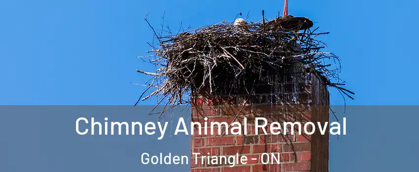 Chimney Animal Removal Golden Triangle - ON