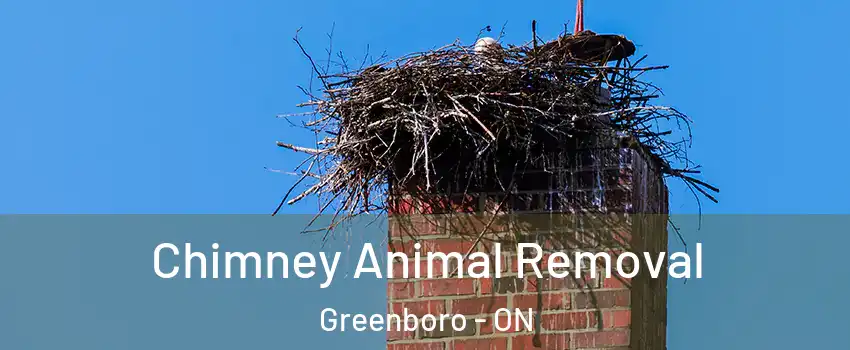Chimney Animal Removal Greenboro - ON