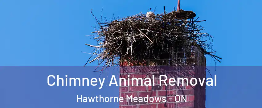 Chimney Animal Removal Hawthorne Meadows - ON