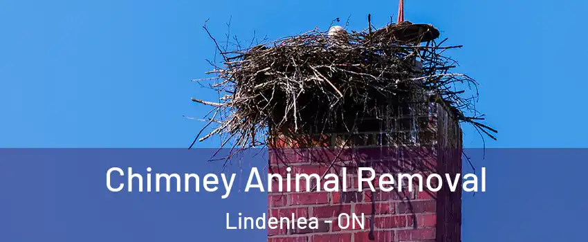 Chimney Animal Removal Lindenlea - ON