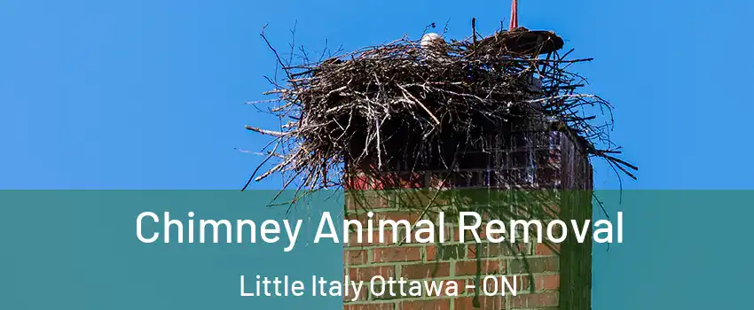 Chimney Animal Removal Little Italy Ottawa - ON