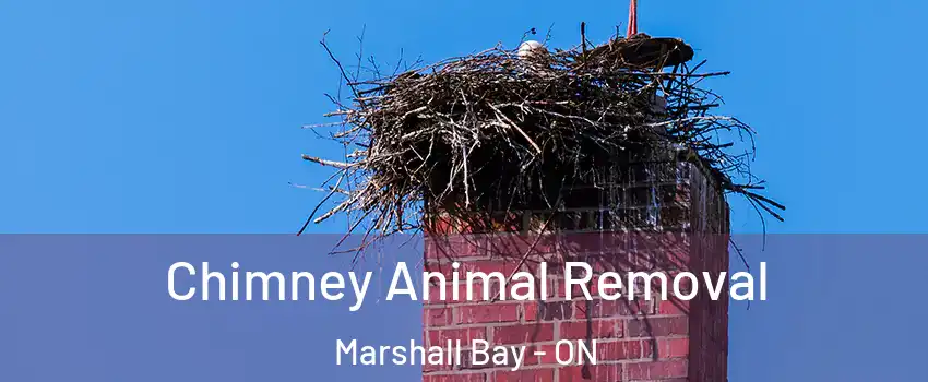 Chimney Animal Removal Marshall Bay - ON