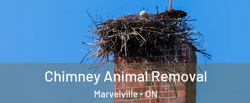 Chimney Animal Removal Marvelville - ON