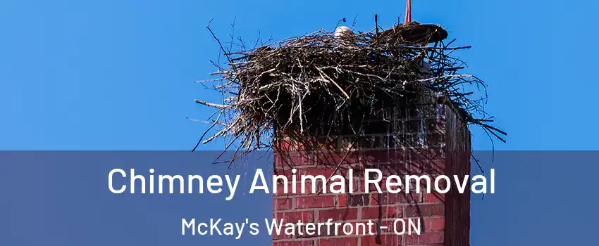 Chimney Animal Removal McKay's Waterfront - ON