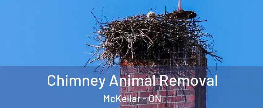 Chimney Animal Removal McKellar - ON