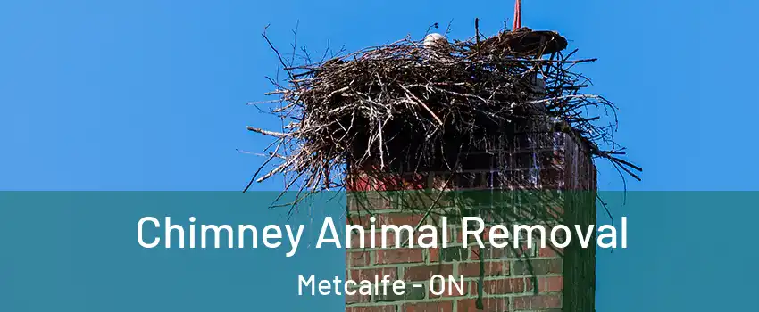 Chimney Animal Removal Metcalfe - ON