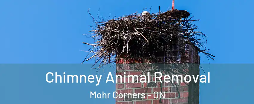 Chimney Animal Removal Mohr Corners - ON