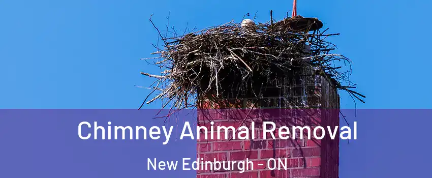 Chimney Animal Removal New Edinburgh - ON