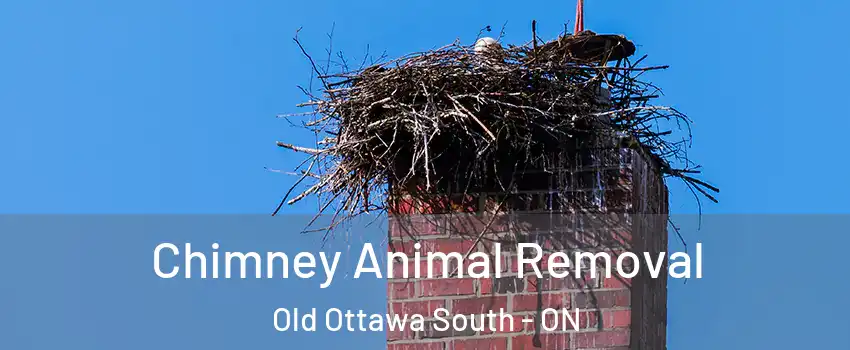 Chimney Animal Removal Old Ottawa South - ON