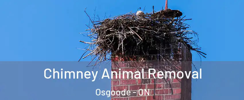 Chimney Animal Removal Osgoode - ON