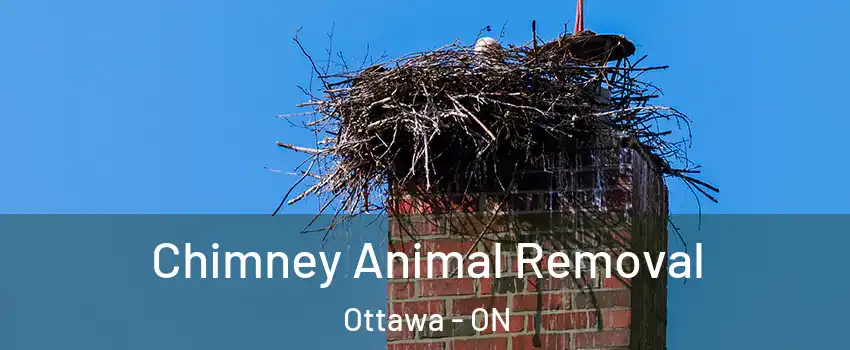 Chimney Animal Removal Ottawa - ON