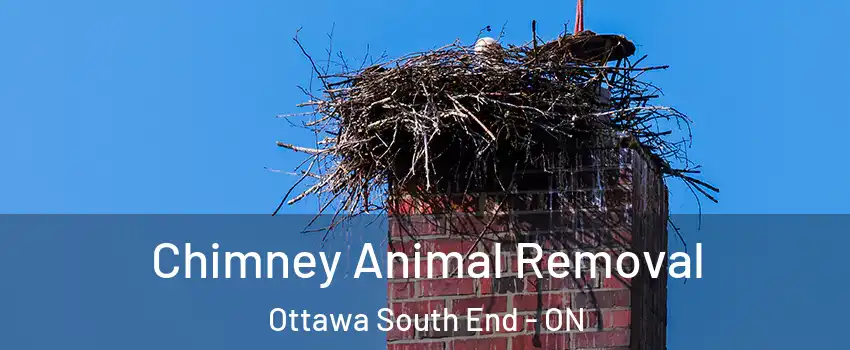 Chimney Animal Removal Ottawa South End - ON