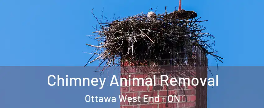 Chimney Animal Removal Ottawa West End - ON