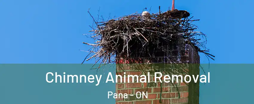 Chimney Animal Removal Pana - ON