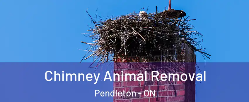 Chimney Animal Removal Pendleton - ON