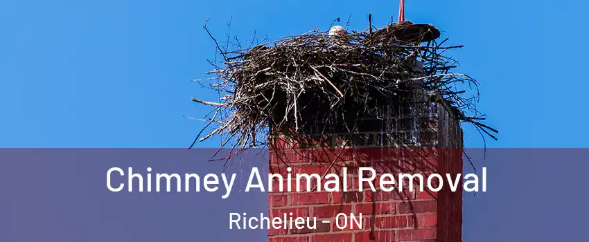 Chimney Animal Removal Richelieu - ON