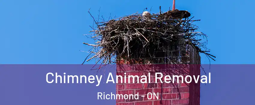 Chimney Animal Removal Richmond - ON