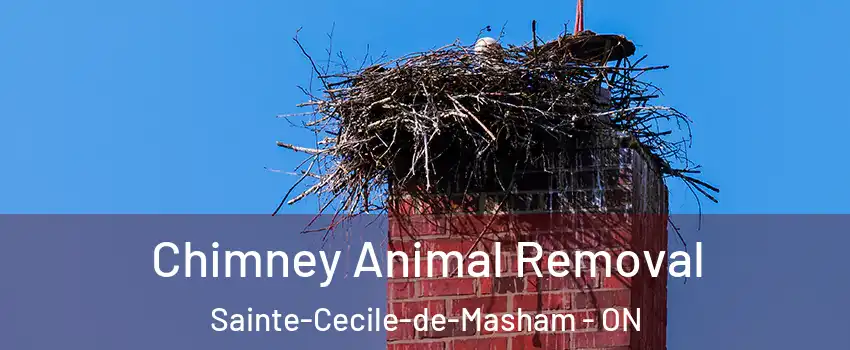 Chimney Animal Removal Sainte-Cecile-de-Masham - ON