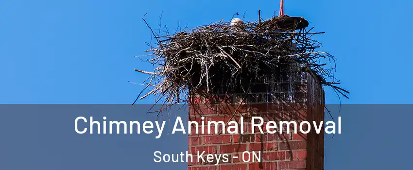 Chimney Animal Removal South Keys - ON