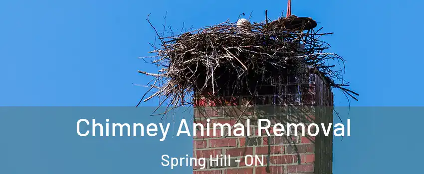 Chimney Animal Removal Spring Hill - ON