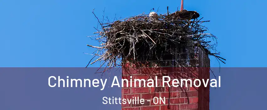 Chimney Animal Removal Stittsville - ON