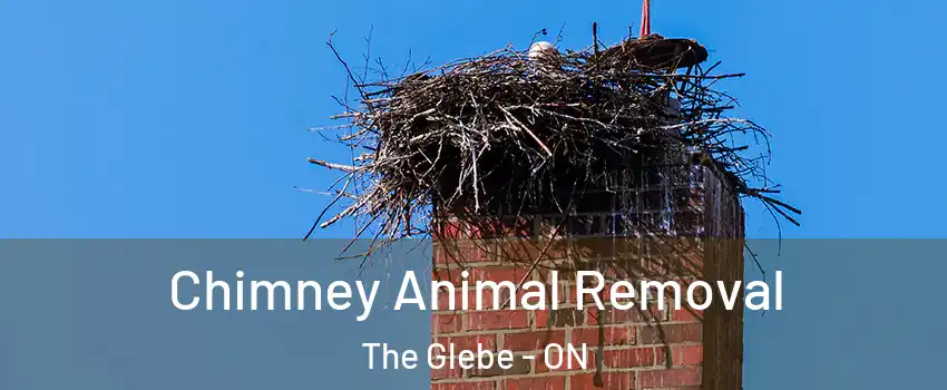 Chimney Animal Removal The Glebe - ON
