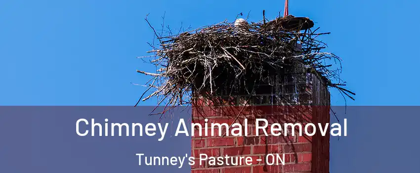 Chimney Animal Removal Tunney's Pasture - ON