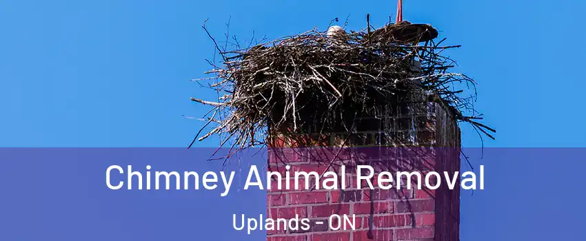 Chimney Animal Removal Uplands - ON
