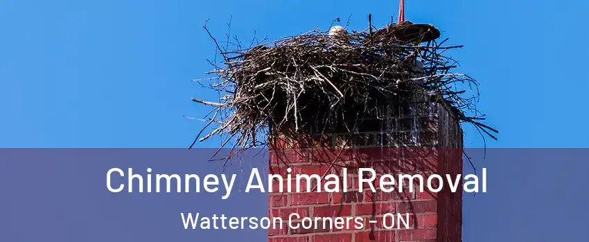 Chimney Animal Removal Watterson Corners - ON