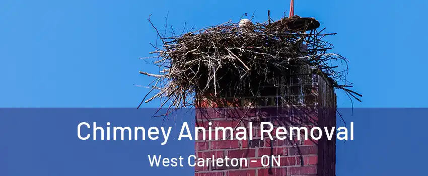 Chimney Animal Removal West Carleton - ON