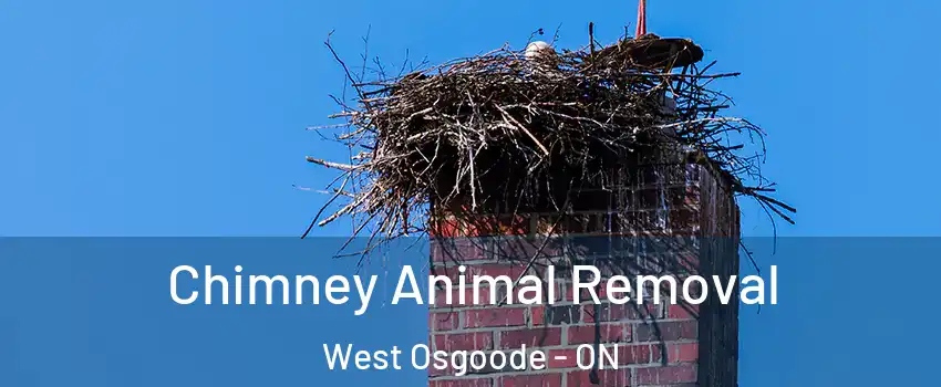 Chimney Animal Removal West Osgoode - ON